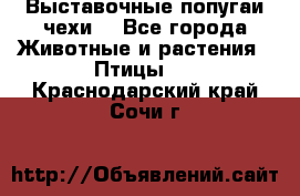 Выставочные попугаи чехи  - Все города Животные и растения » Птицы   . Краснодарский край,Сочи г.